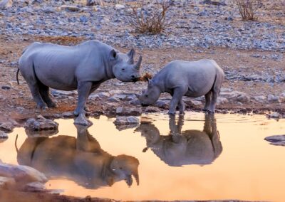 Experience wilderness in Namibia