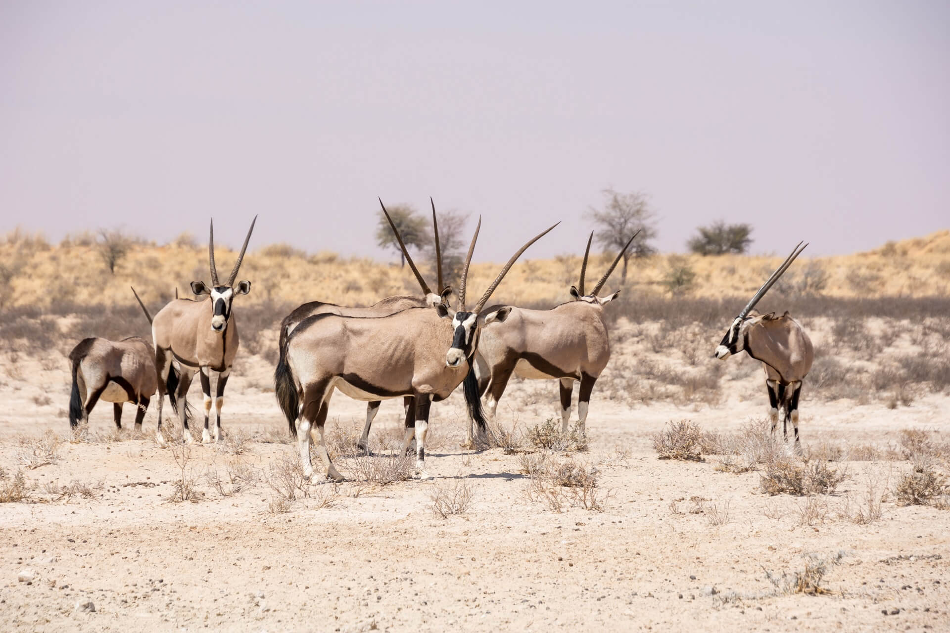 wildlife safari in Namibia