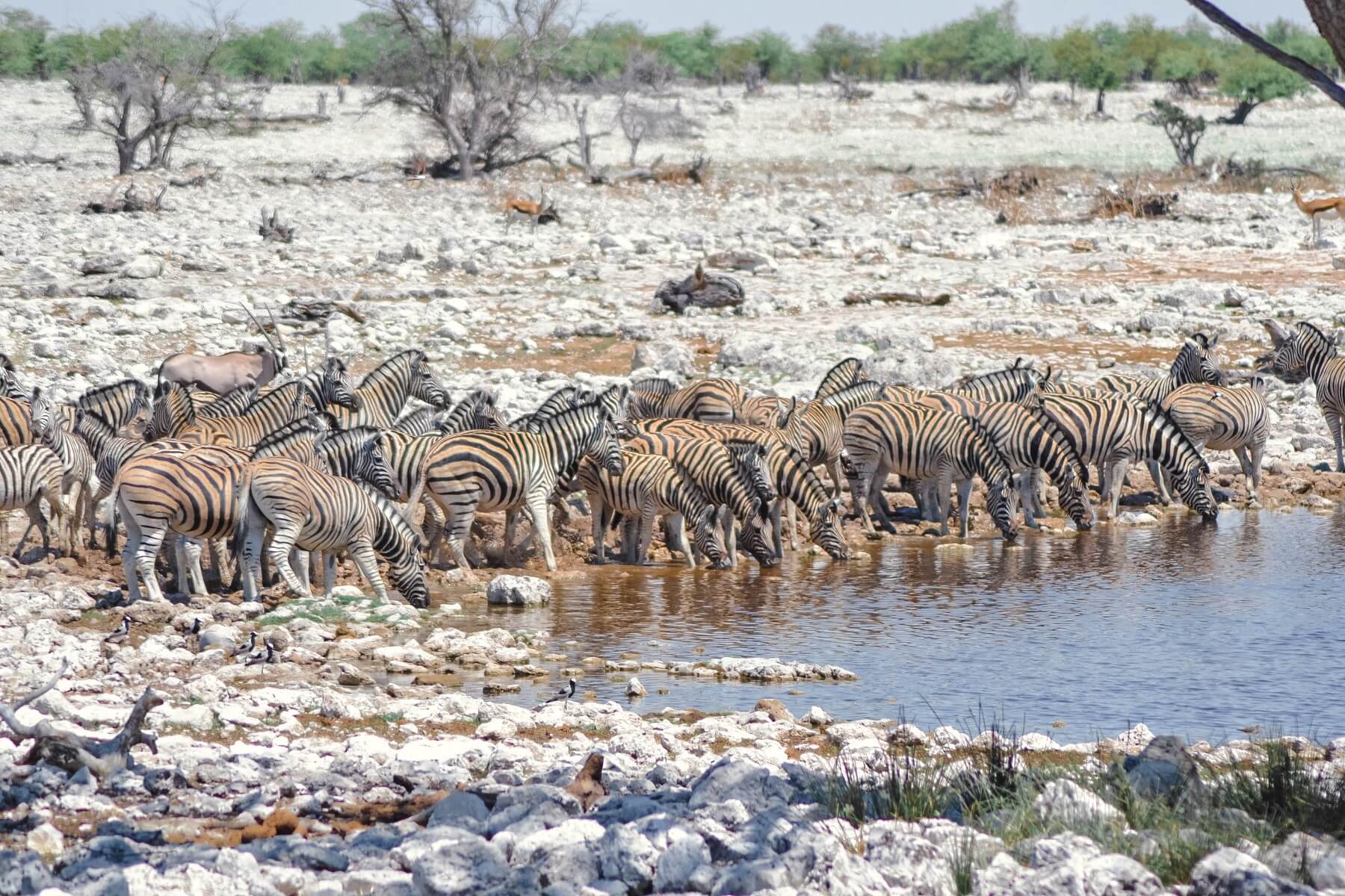 Animals drinking from the water hole in Etosha safari park