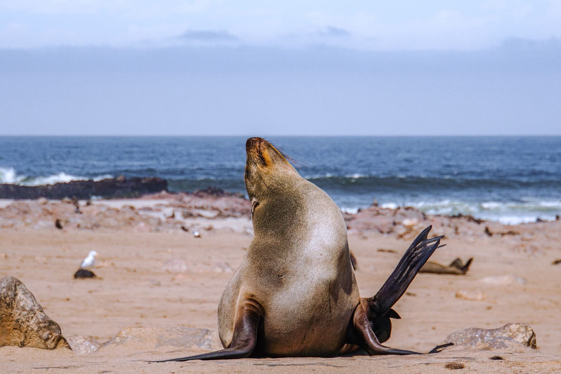 Seals at the Namibian coast