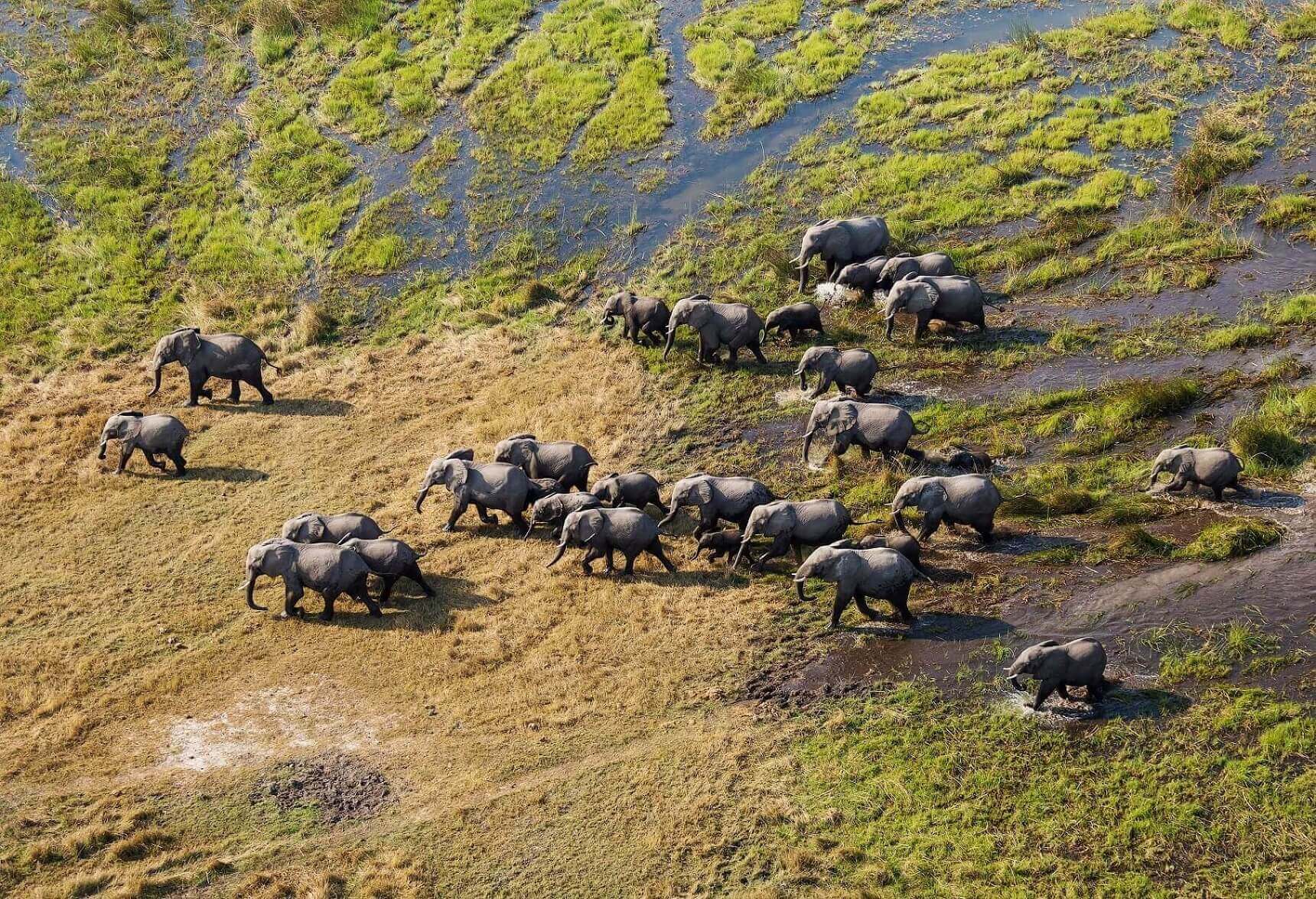 Elephants in Okavango Delta in Botswana