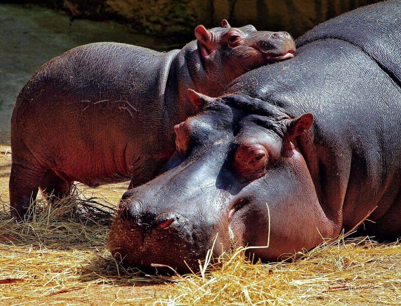 Hippos in Okavango Delta