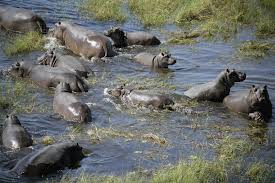 Hippos in Okavango Delta